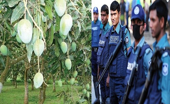 আম বাগান পাহারা দেবে পুলিশ, নেতৃত্বে ম্যাজিস্ট্রেট