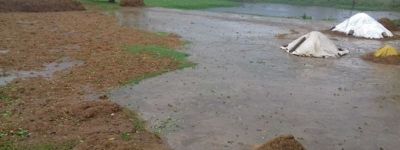 ‘ফণী’র প্রভাবে ধান তুলতে না পারায় দুশ্চিন্তায় কৃষকরা