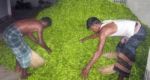 ১২ টাকা কেজি কাঁচা মরিচ