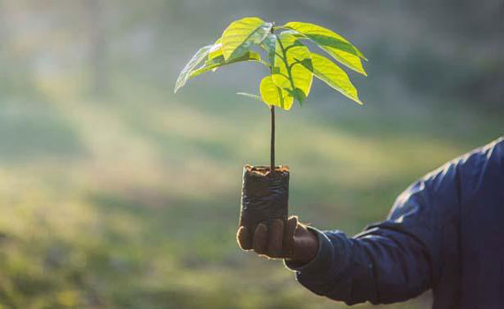 এক লাখ কোটি গাছ লাগালেই কমবে বাতাসের বিষ