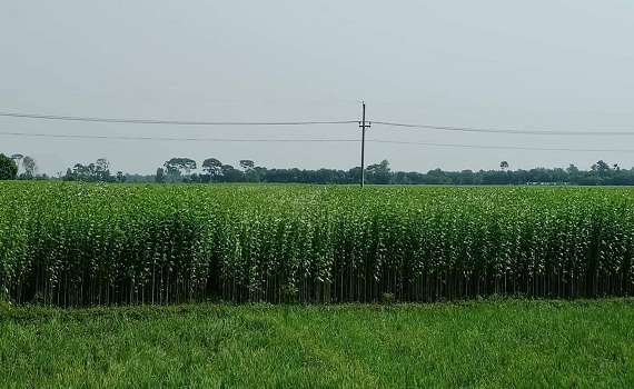 পাট নিয়ে শংকায় কুষ্টিয়ার পাট চাষিরা