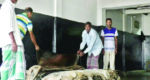 পুঁজি সংকটে নাটোরের চামড়া ব্যবসায়ীরা