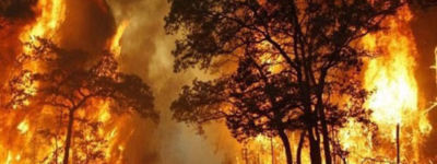 আমাজনে আগুন ॥ বন রক্ষায় ৭ দেশের চুক্তি